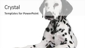  Presentation with puppy - Slides with dalmation dog - dalmatian puppy in front background and a white colored foreground