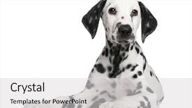  Presentation with puppy - Amazing slides having dalmation dog - dalmatian puppy in front backdrop and a light gray colored foreground