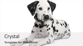  Presentation with planet earth on white - Cool new presentation theme with dalmation dog - dalmatian puppy in front backdrop and a light gray colored foreground