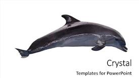 Presentation with dolphin - Colorful PPT theme enhanced with dalphins - grey dolphin isolated on white backdrop and a white colored foreground