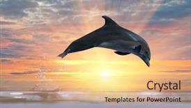  Presentation with dolphin - Beautiful presentation theme featuring dalphins - grey dolphin jumping above sunset backdrop and a yellow colored foreground