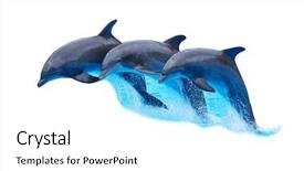  Presentation with three - PPT theme consisting of dalphins - three bottlenose dolphins tursiops truncatus background and a white colored foreground