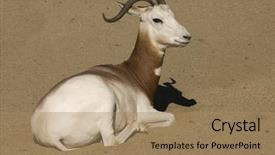  Presentation with western wanted - Slide deck consisting of dama gazelle an western african background and a  colored foreground