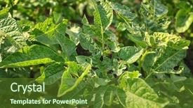  Presentation with sweet potato plant - PPT theme enhanced with damaged potato plant in field background and a  colored foreground