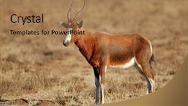  Presentation with safari south africa - Colorful PPT theme enhanced with damaliscus pygargus standing in grassland backdrop and a coral colored foreground