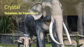  Presentation with preserved - 