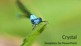  Presentation with blade - PPT layouts having damselfly perching on a blade background and a seafoam green colored foreground