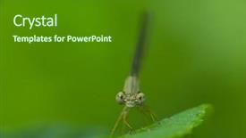  Presentation with blade - Slide set consisting of damselfly perching on a blade background and a forest green colored foreground