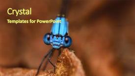  Presentation with blade - Slide set featuring blue dragonfly leaf - damselfly perching on a blade background and a tawny brown colored foreground