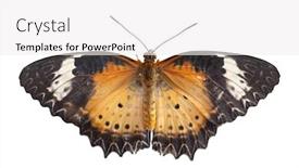  Presentation with butterfly - Theme featuring danaidae-butterfly-isolated-on-white background and a white colored foreground