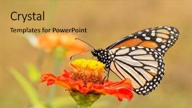  Presentation with monarch butterfly - Audience pleasing PPT theme consisting of danaus plexippus monarch butterfly backdrop and a yellow colored foreground