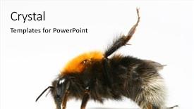  Presentation with bee - PPT theme having dance aerobic bumble bee background and a white colored foreground