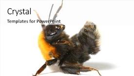  Presentation with bee - Colorful slide set enhanced with dance bumble bee backdrop and a white colored foreground