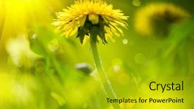  Presentation with sun growing - Cool new presentation with dandeliom - dandelion flowers growing on spring backdrop and a gold colored foreground