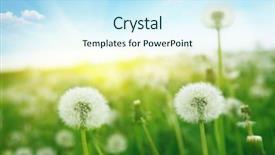  Presentation with dandelion - Presentation enhanced with dandelion - morning landscape background and a cool aqua colored foreground