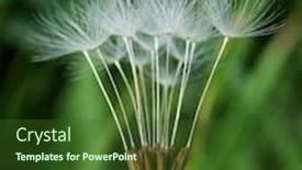  Presentation with dandelion - Colorful presentation theme enhanced with dandelion beautiful day great depth backdrop and a tawny brown colored foreground
