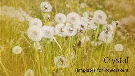  Presentation with dandelion - Beautiful PPT theme featuring dandelion-blowball-in-spring backdrop and a gold colored foreground