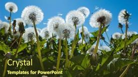  Presentation with sky blue - Audience pleasing presentation design consisting of dandelion-blowballs-in-spring backdrop and a tawny brown colored foreground
