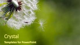  Presentation with dandelion - Beautiful slides featuring dandelion blowing seeds backdrop and a tawny brown colored foreground