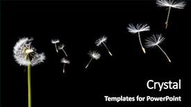  Presentation with dandelion - Presentation theme with dandelion blowing background and a black colored foreground