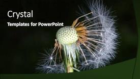  Presentation with dandelion - Presentation consisting of dandelion-bracts-close-up background and a black colored foreground