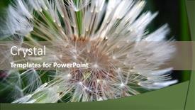  Presentation with dandelion - Beautiful presentation design featuring dandelion-bracts-close-up backdrop and a coral colored foreground