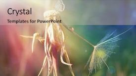  Presentation with sunshine - Slides with dandelion butterfly and ladybug background and a  colored foreground