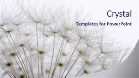  Presentation with dandelion - Cool new presentation with dandelion close up backdrop and a sky blue colored foreground