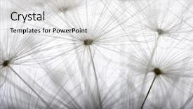  Presentation with dandelion - Presentation theme enhanced with dandelion close up background and a white colored foreground