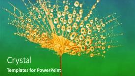  Presentation with dew - Presentation theme featuring dandelion-closeup-in-dew background and a forest green colored foreground