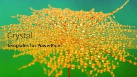  Presentation with dew - Slide set enhanced with dandelion-closeup-in-dew background and a gold colored foreground