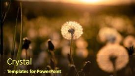  Presentation with dandelion - Presentation theme enhanced with dandelion-field-with-seeds background and a tawny brown colored foreground