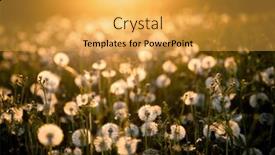  Presentation with dandelion - Presentation theme consisting of dandelion-field-with-seeds background and a yellow colored foreground