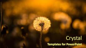  Presentation with dandelion - Slides featuring dandelion-field-with-seeds background and a wine colored foreground