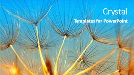  Presentation with floral abstract - 