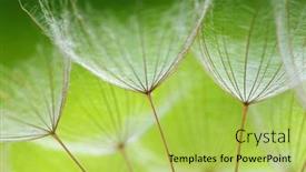  Presentation with floral abstract - 