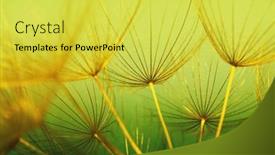  Presentation with floral abstract - Slide set having dandelion-flower-abstract-floral-background background and a yellow colored foreground