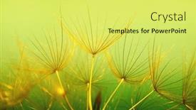  Presentation with floral abstract - PPT layouts enhanced with dandelion-flower-abstract-floral-background background and a yellow colored foreground