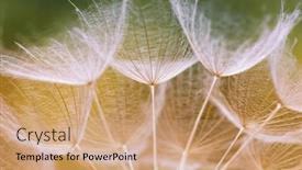  Presentation with floral abstract - Presentation theme consisting of dandelion-flower-abstract-floral-background background and a coral colored foreground