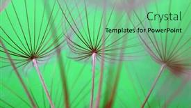 Presentation with floral abstract - Slides having dandelion-flower-background-closeup background and a seafoam green colored foreground