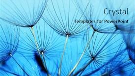  Presentation with floral abstract - Slide set consisting of dandelion-flower-background-closeup background and a arctic colored foreground