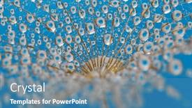  Presentation with dandelion - PPT theme consisting of dandelion-flower-background-in-water background and a teal colored foreground