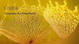  Presentation with dandelion - Presentation design enhanced with dandelion-flower-background-in-water background and a gold colored foreground