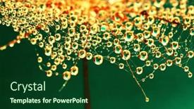  Presentation with dandelion - Presentation consisting of dandelion-flower-background-in-water background and a forest green colored foreground