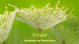  Presentation with dandelion - PPT layouts having dandelion-flower-background-in-water background and a tawny brown colored foreground