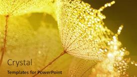  Presentation with dandelion - PPT theme enhanced with dandelion-flower-background-in-water background and a gold colored foreground