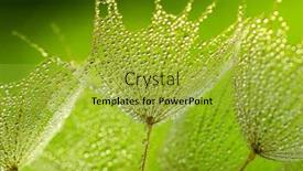  Presentation with dandelion - Slide set with dandelion-flower-background-in-water background and a yellow colored foreground