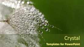  Presentation with dandelion - PPT layouts featuring dandelion-flower-background-in-water background and a tawny brown colored foreground