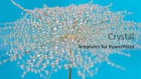  Presentation with dandelion - PPT layouts with dandelion-flower-background-in-water background and a light blue colored foreground