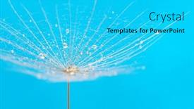  Presentation with dandelion - PPT theme with dandelion-flower-background-in-water background and a cyan colored foreground